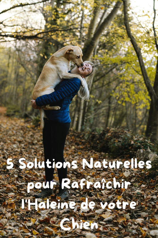 5 Astuces Naturelles pour Éliminer la Mauvaise Haleine du Chien