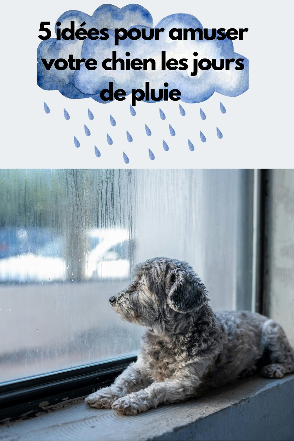 5 IDÉES POUR AMUSER VOTRE CHIEN LES JOURS DE PLUIE !