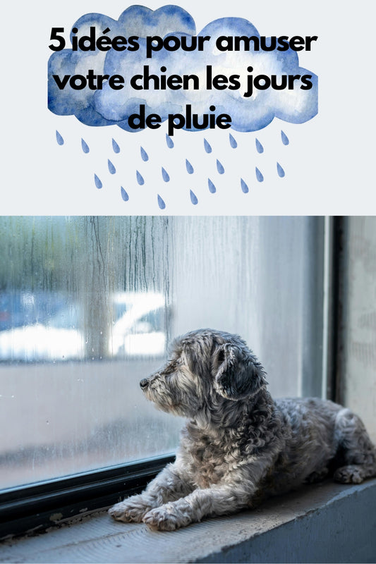 5 IDÉES POUR AMUSER VOTRE CHIEN LES JOURS DE PLUIE !