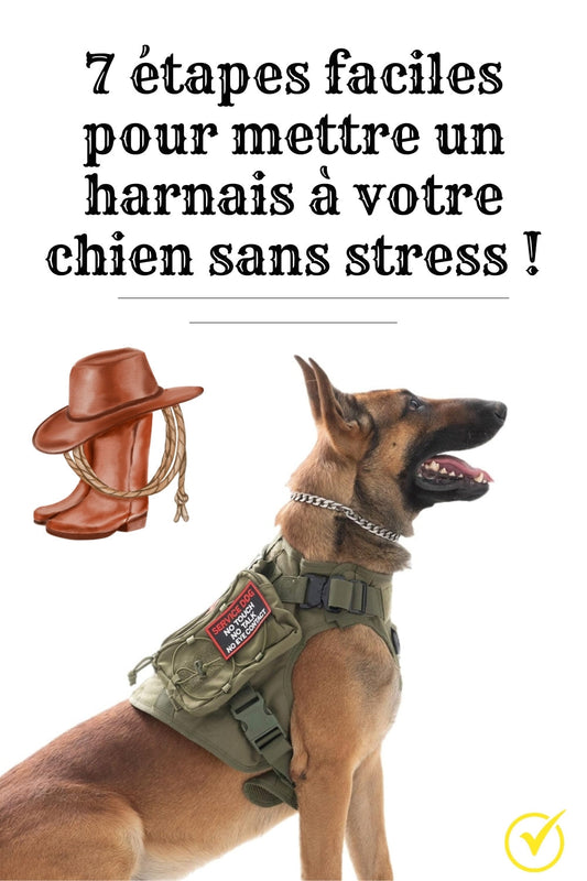 Comment mettre un harnais pour chien