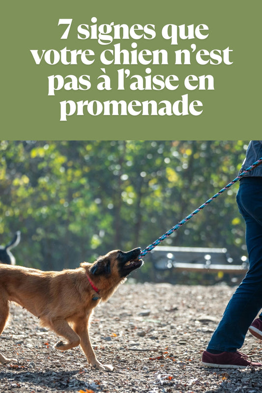 🐶 7 signes que votre chien n’est pas à l’aise en promenade