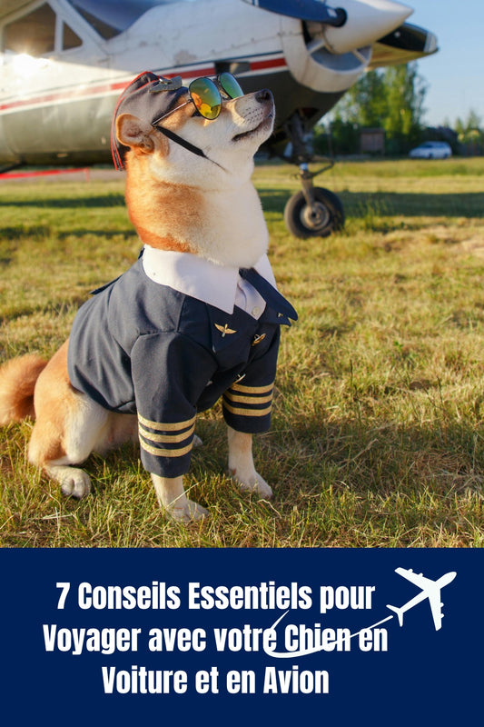 7 Conseils Essentiels pour Voyager avec votre Chien en Voiture et en Avion