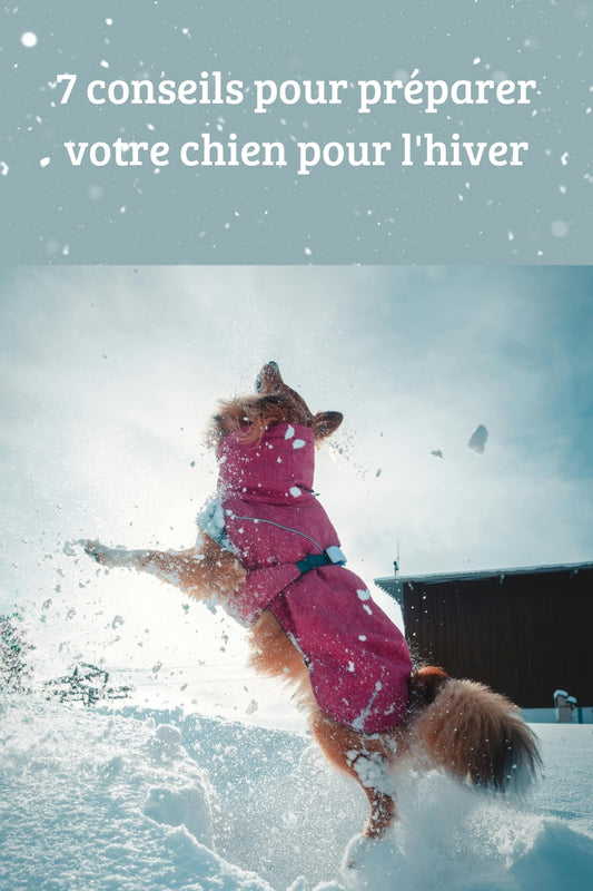 7 conseils pour préparer votre chien pour l'hiver