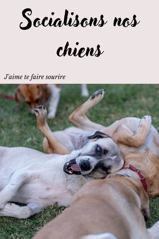Stimuler, socialiser, enrichir nos chiens