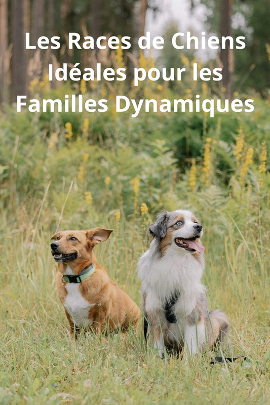 Les Meilleures Races de Chiens pour les Familles Actives