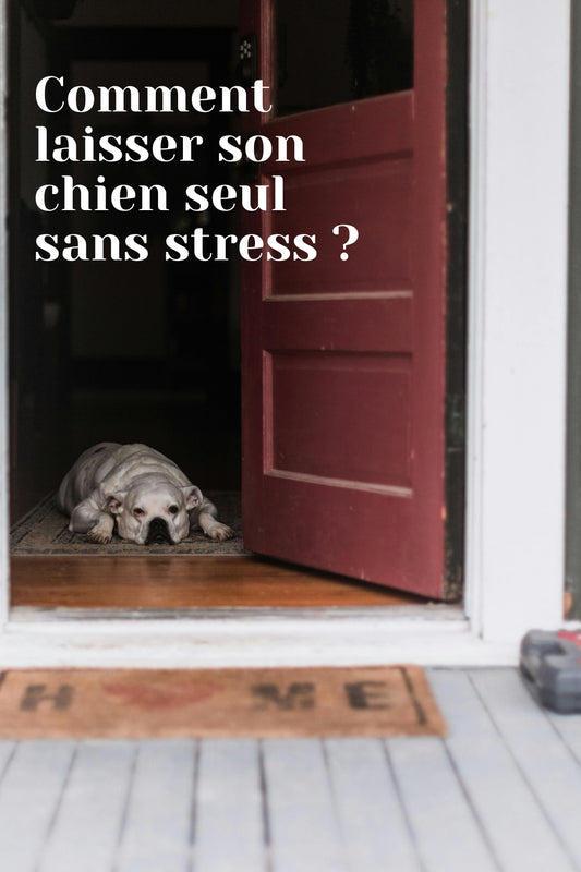 Laisser son animal seul ?