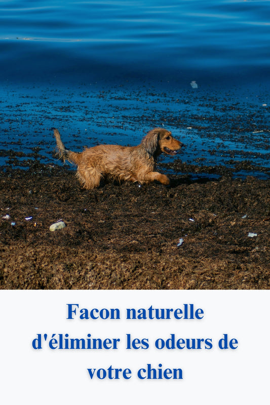 Facon naturelle d'éliminer les odeurs de votre chien