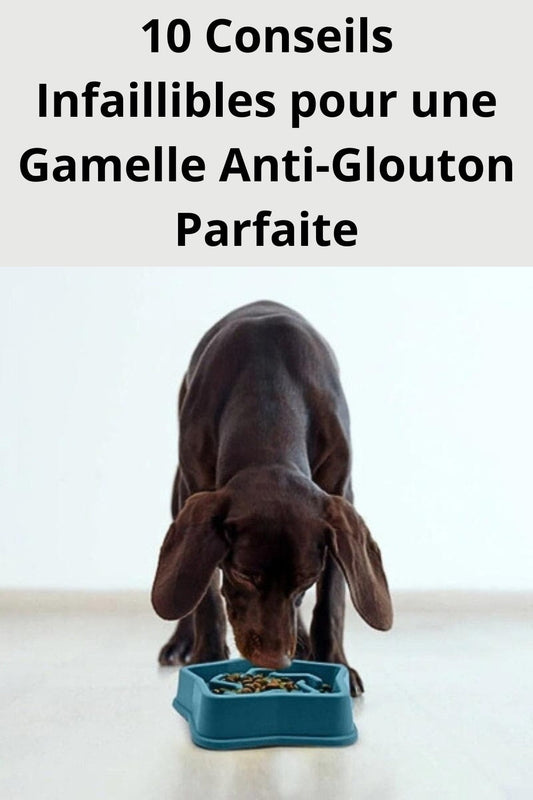 Gamelle-anti-glouton-10-conseils