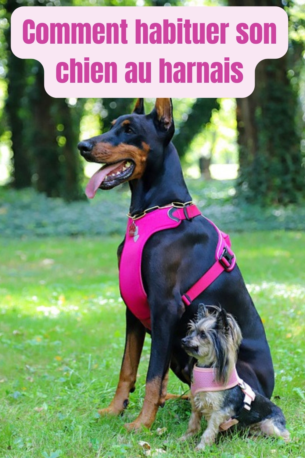 Habituer-son-chien-au-harnais