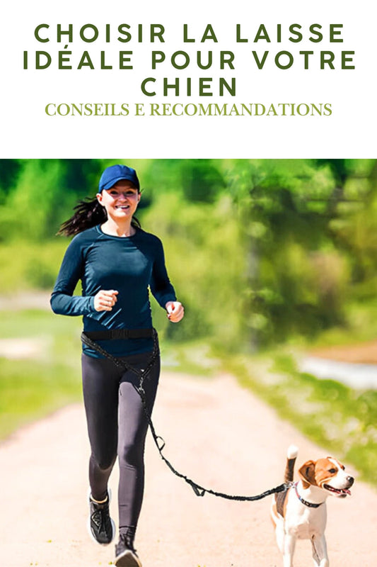 Choisir la Laisse Idéale pour votre Chien