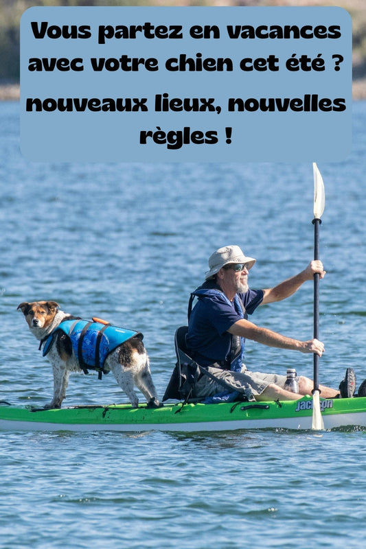 🐾 Comment bien promener son chien en voyage, nouveaux lieux, nouvelles règles