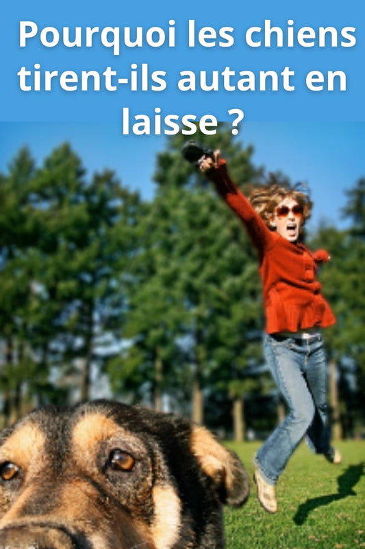 🐕 Pourquoi mon chien tire en laisse ?