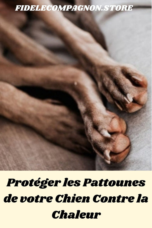 Comment protéger les coussinets de son chien