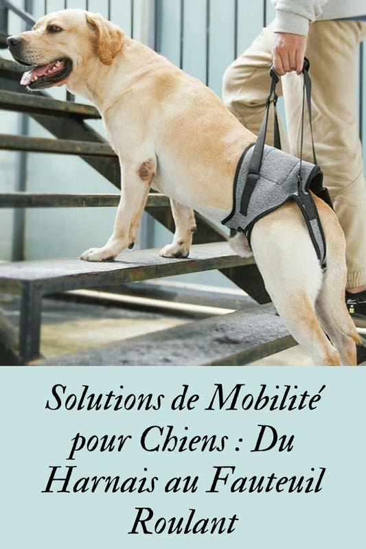 Guide Complet des Solutions de Mobilité pour Chiens Âgé