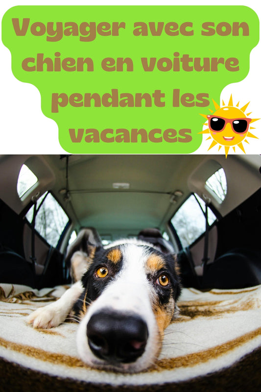 Voyager avec son chien en voiture pendant les vacances