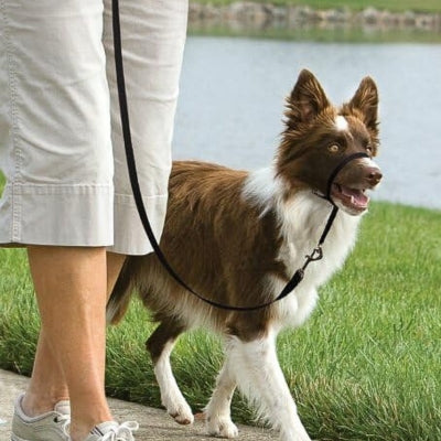Comment choisir un collier pour chien - Trucs et astuces pour bien choisir