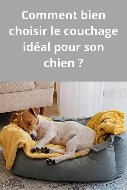 Comment bien choisir le couchage idéal pour son chien ?