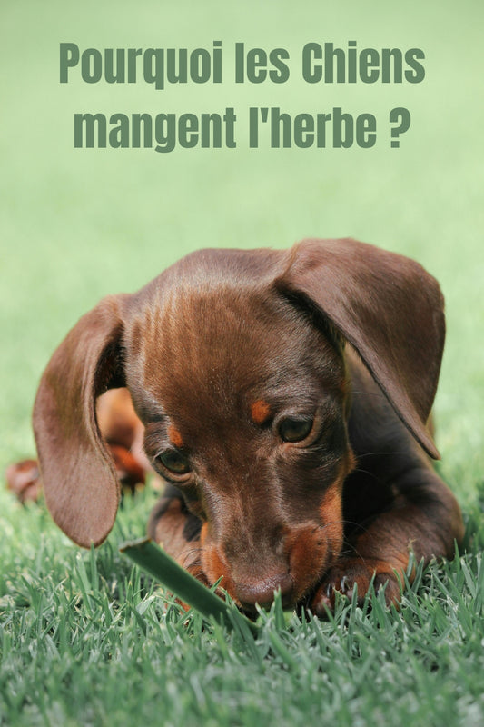 Pourquoi les chiens mangent-ils du gazon ? Voici 4 explications surprenantes !