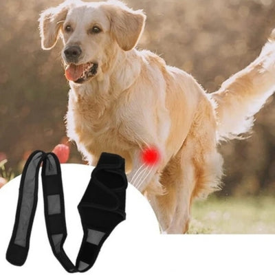 Attelle-pour-chien-pour-soutenir