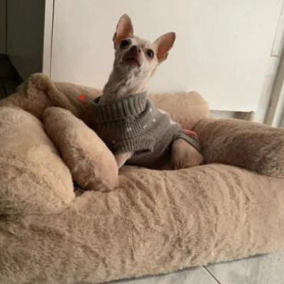 Canape-pour-chien-doux-et-chaud