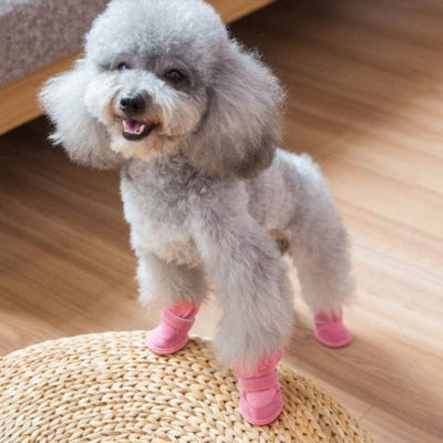 Chaussures-pour-chien-petit-chien