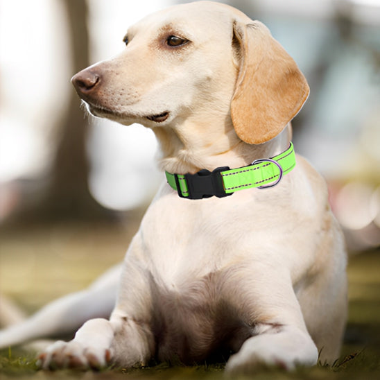 Collier-chien-durable
