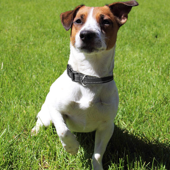 Collier-chien-réglable