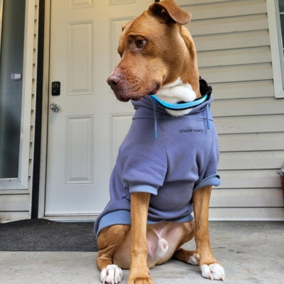 Collier-lumineux-pour-chien-bleu