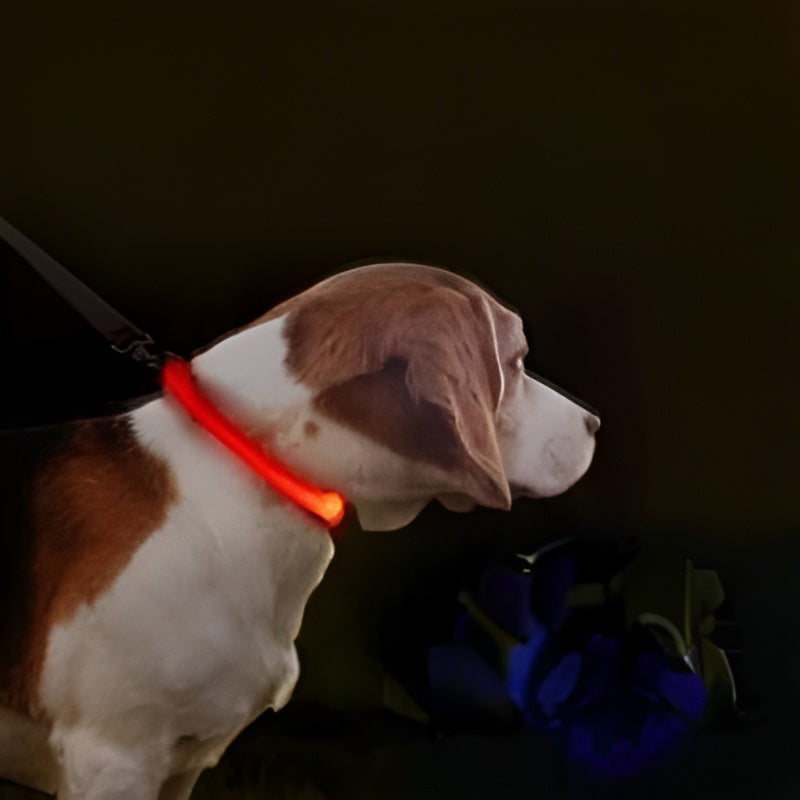 Collier-lumineux-pour-chien-orange