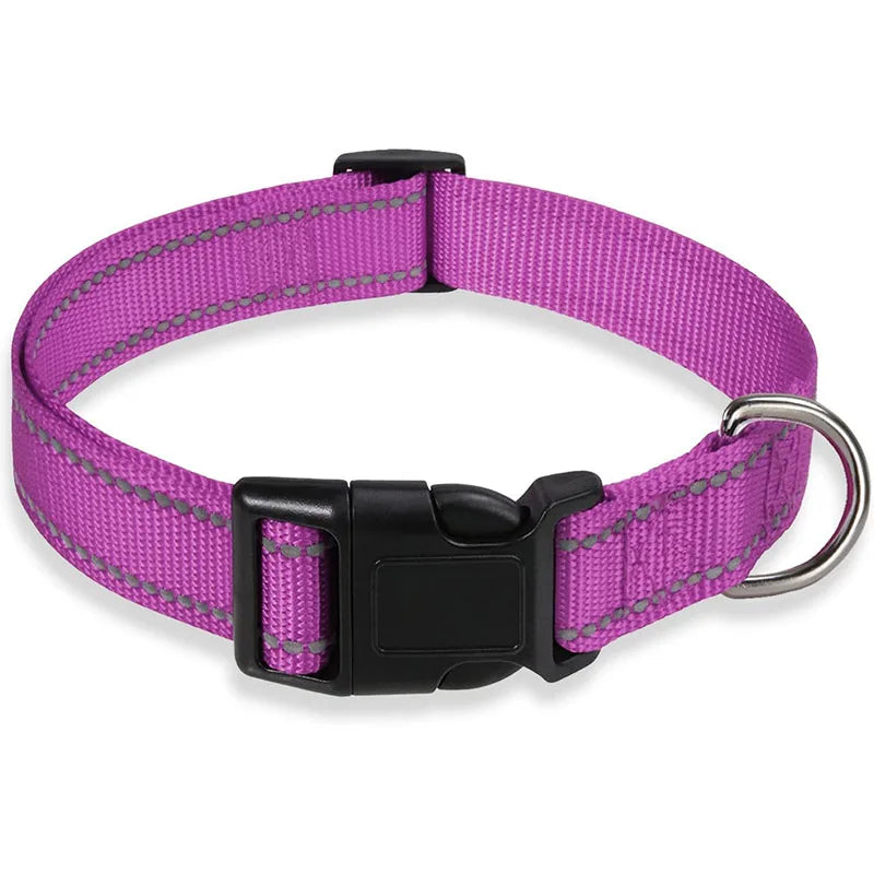 Collier-pour-chien-a-clip-violet