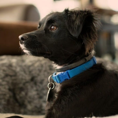 Collier-pour-chien-anti-stress-petit-chien