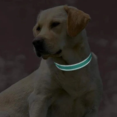 Collier-pour-chien-réfléchissante