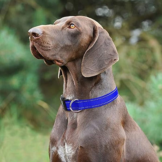 Collier-pour-chien-robuste