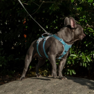 Harnais-chien-promenade-quotidienne