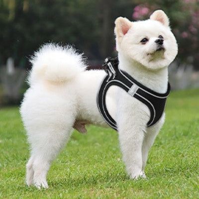 Harnais-petit-chien-noir-durable