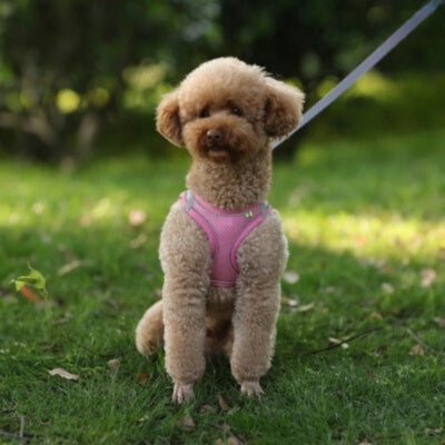 Harnais-petit-chien-rose