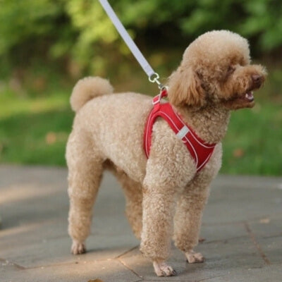 Harnais-petit-chien-rouge-durable