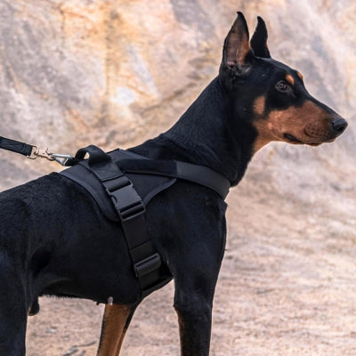 Harnais pour Chien - AlphaFit