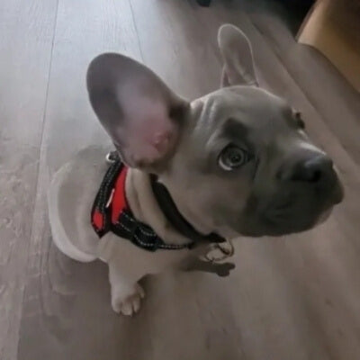 Harnais-pour-chien-Caniconfort-petit-chien