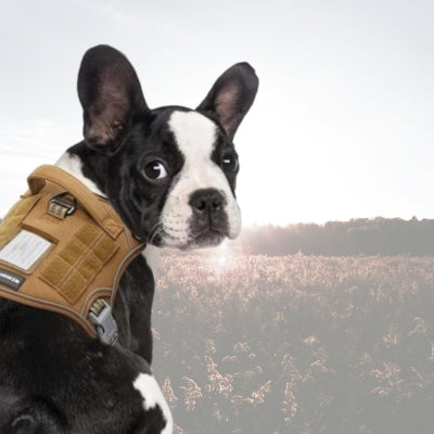Harnais-pour-chien-Nomad-durable