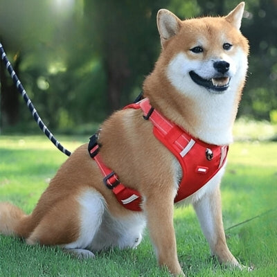 Harnais-pour-chien-durable-orange