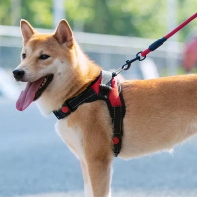 Harnais-pour-chien-durable