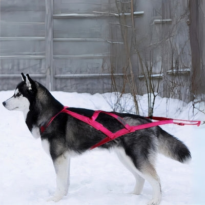 Harnais pour Chien - TractionÉlite