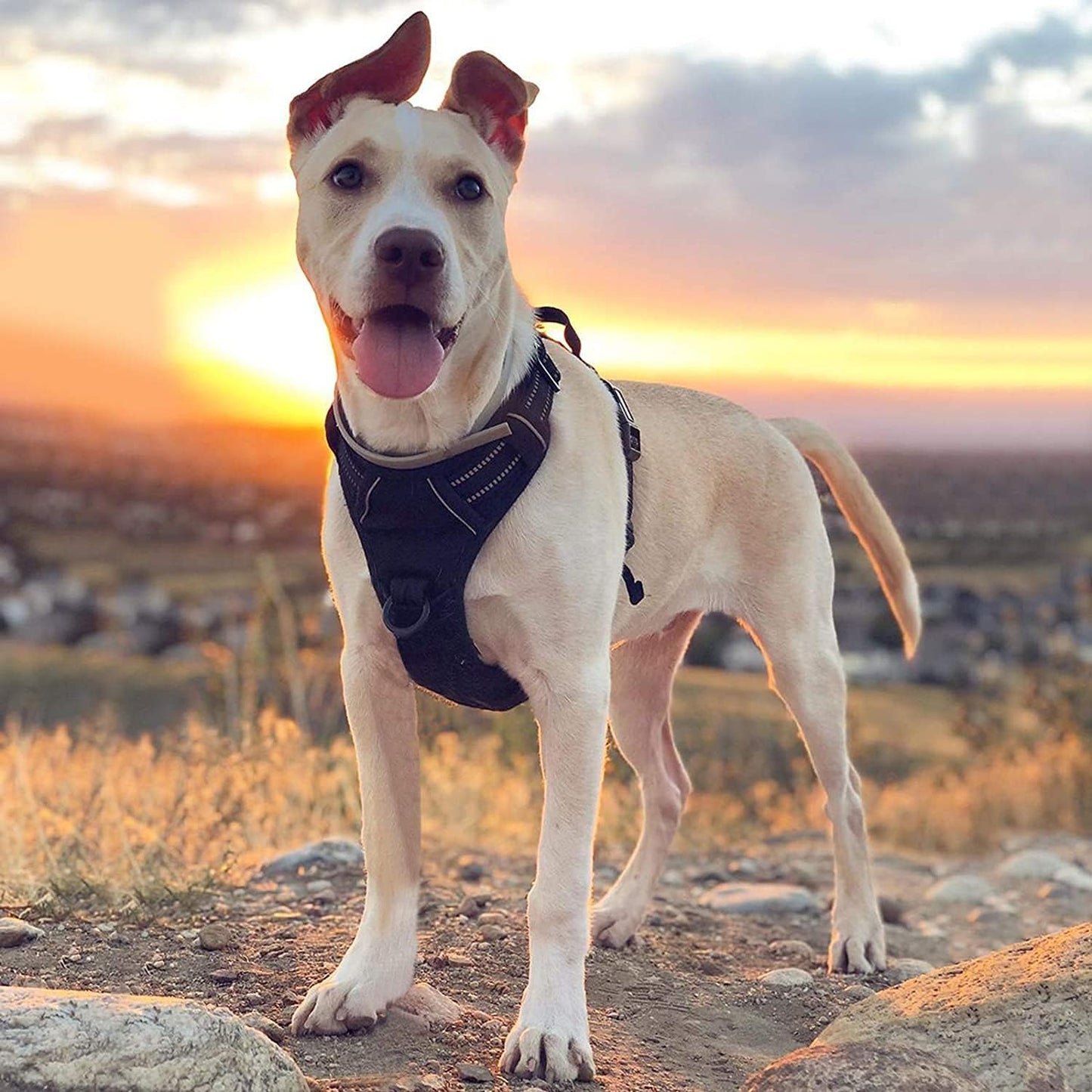 Harnais-pour-chien-respirant