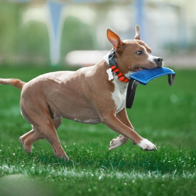 Jouet-pour-chien-K2Bonheur-bleu