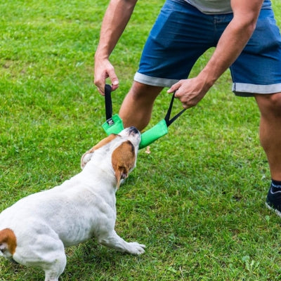 Jouet-pour-chien-K2Bonheur-pour-jouer