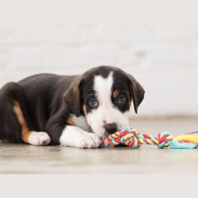 Jouet-pour-chien-corde