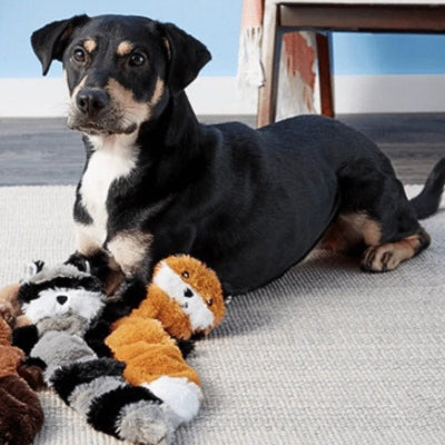 Jouet-pour-chien-indispensable