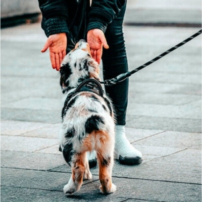 Laisse pour chien || ProLonge™