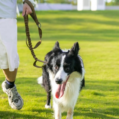 Laisse-pour-chien-tactique